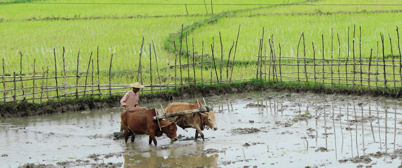 Campos de arroz entre Mandalay y Myitkyina