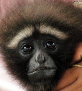 Monito en viaje hacia Bhamo. (¿Tráfico ilegal?)