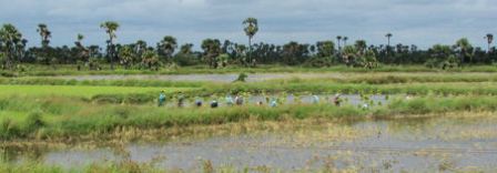 Trabajando en los campos de arroz.
