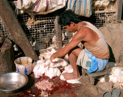 Pollero matarife en Botala. Pollero matarife en Botala.