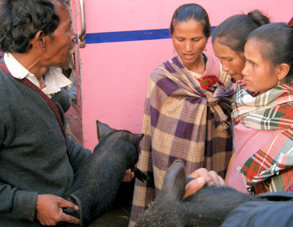 Venta de cerditos en Shillong.